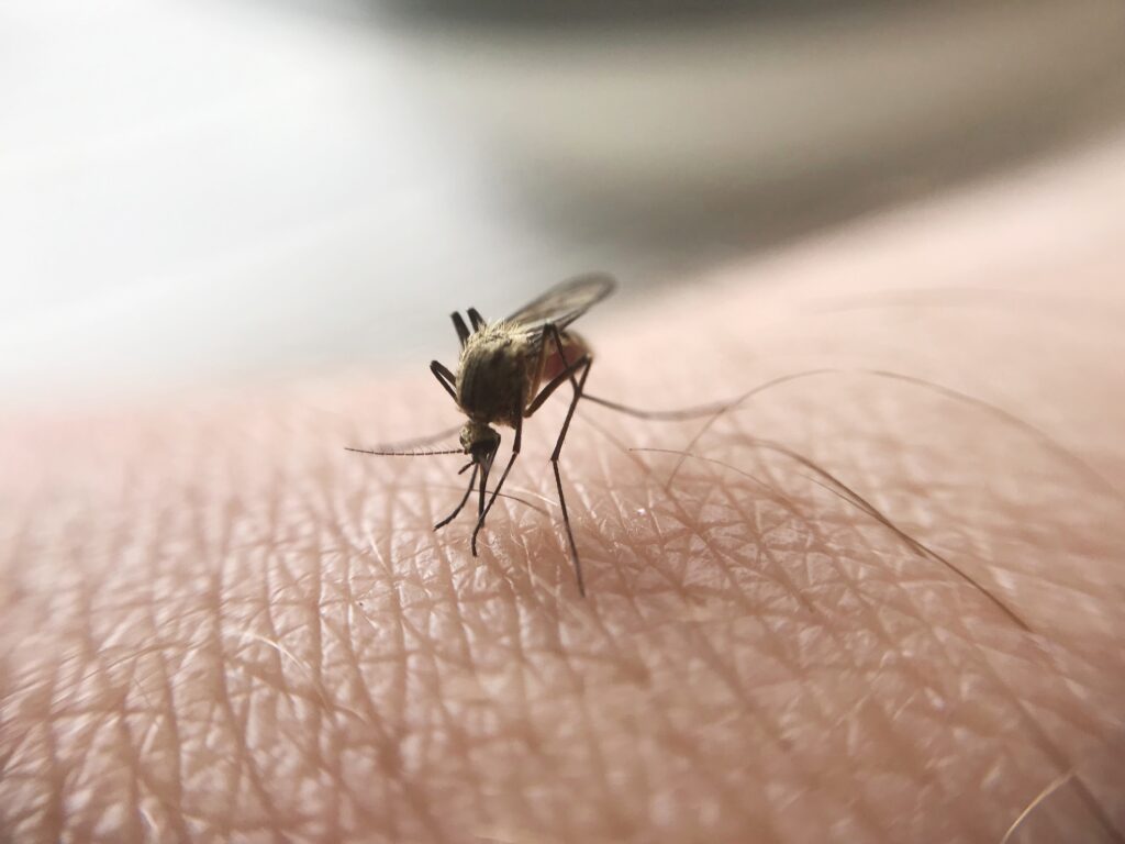 малария