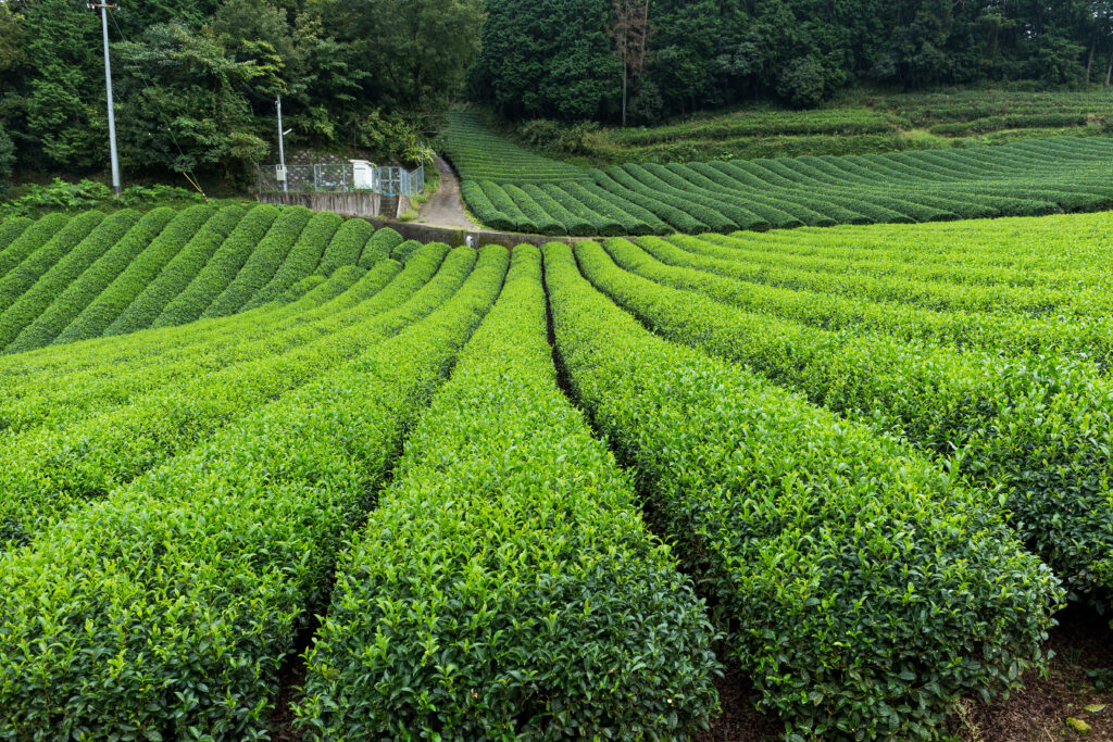 полета зелен чай