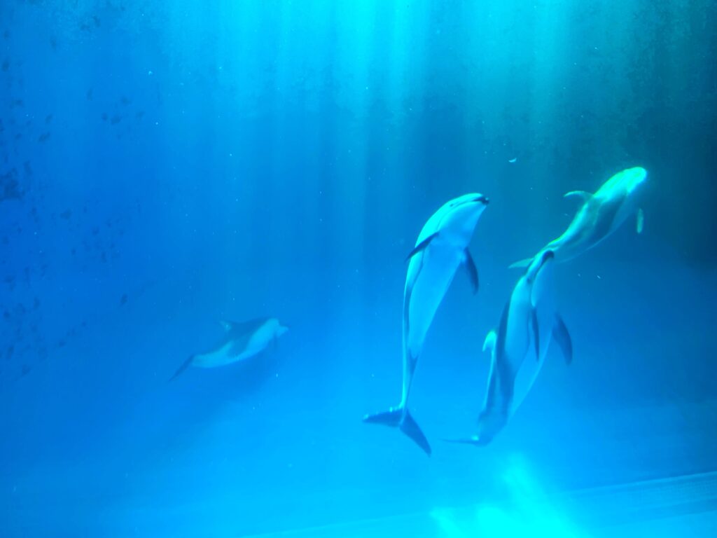 делфини